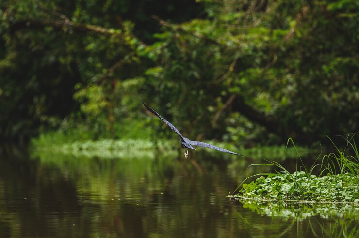 Sundarban private tour