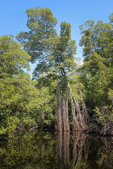 Sundarban forest