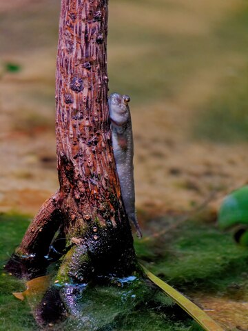 sundarban forest tour