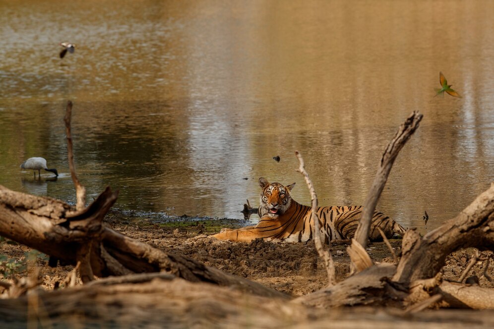 top Sundarban forest