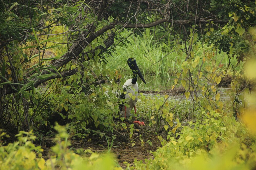 sundarban eco tourism