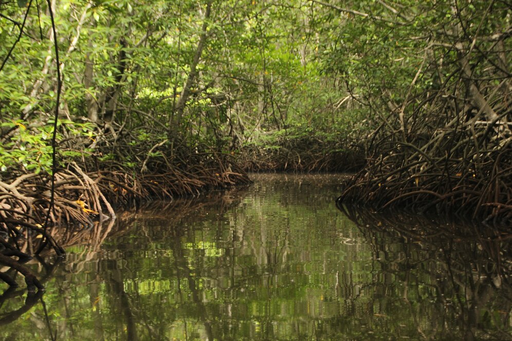 Sundarban forest tour