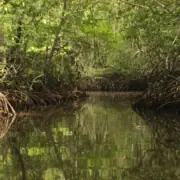 sundarban private tour