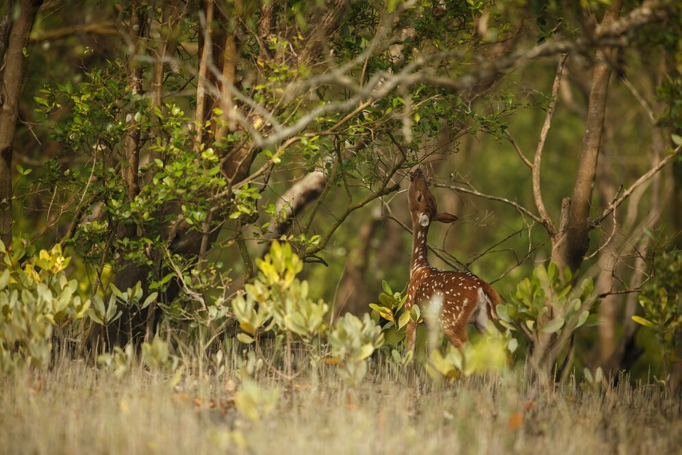 sundarban forest