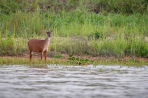 sundarban trip