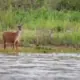 sundarban trip