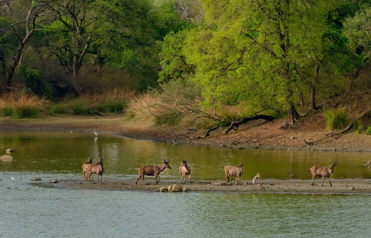 Sundarban tour