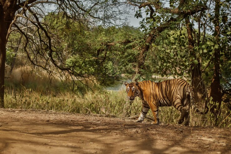 sundarban tour package from kolkata