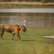 sundarban forest Tour