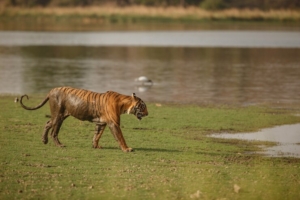 sundarban forest Tour