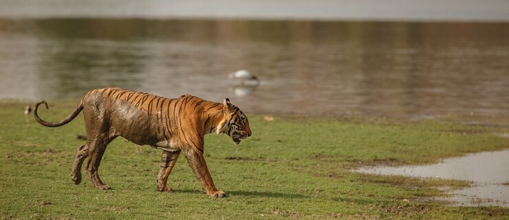 sundarban forest Tour