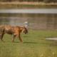 sundarban forest Tour