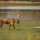 sundarban forest Tour