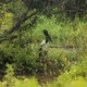 Sundarban Eco Tourism