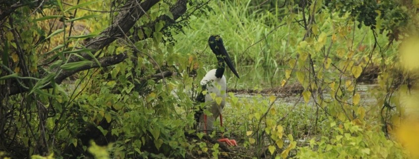 Sundarban Eco Tourism