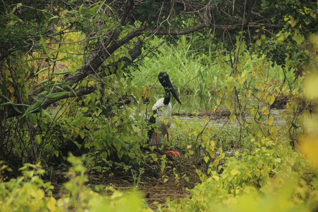 Sundarban Eco Tourism