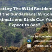 Sundarban Forest tour