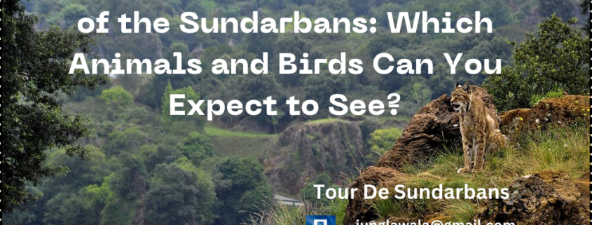 Sundarban Forest tour