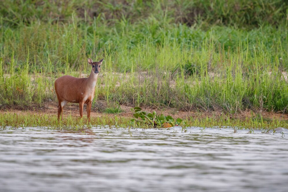 sundarban tour