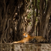sundarban eco tourism