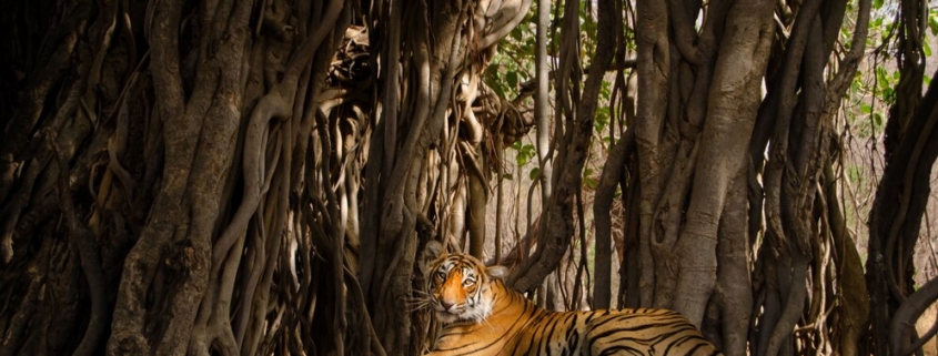 sundarban eco tourism