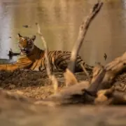 sundarban tour