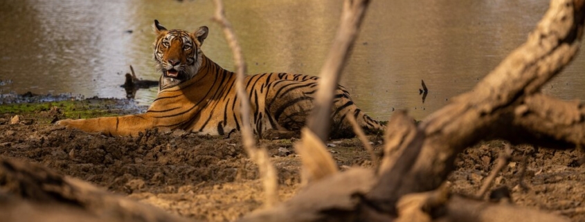 sundarban tour