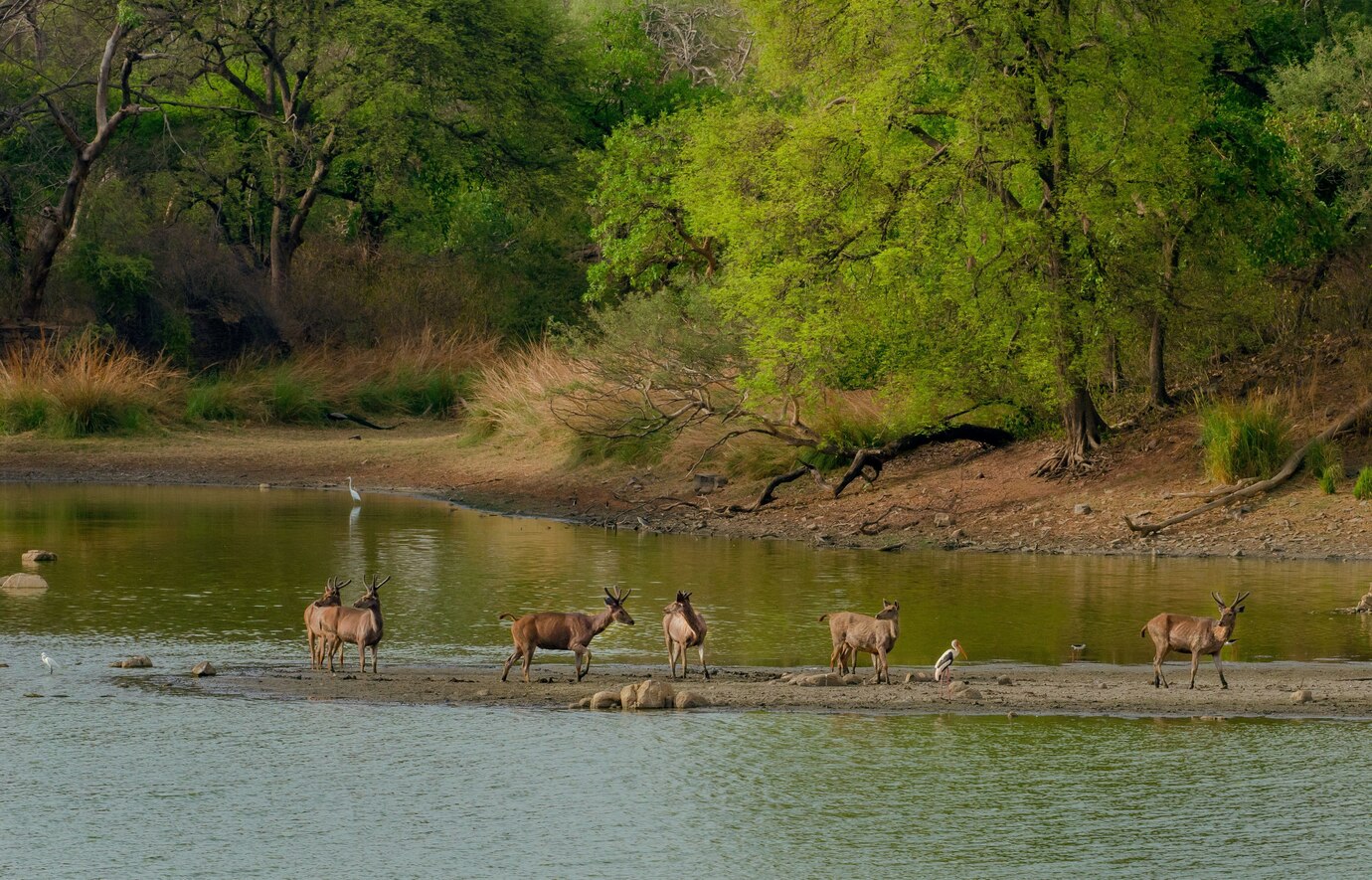 sundarban forest tour