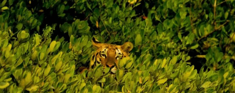 sundarban forest Tour