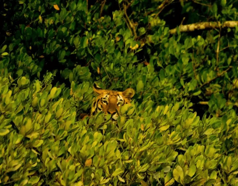 sundarban forest Tour