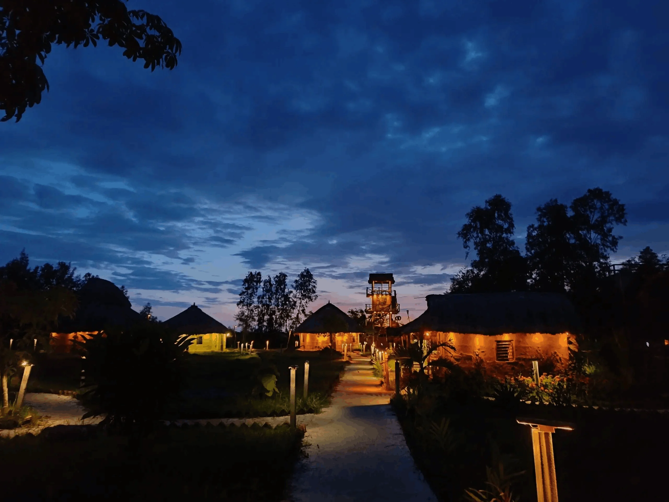 sundarbans at night