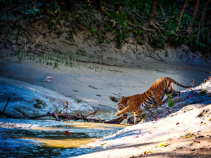 sundarbans tour