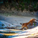 sundarbans tour