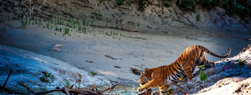 sundarbans tour