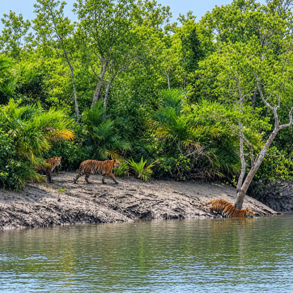 sundarbans wildlife