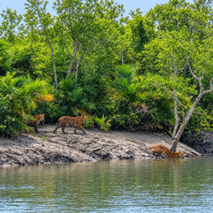 sundarbans wildlife