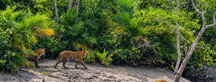 sundarbans wildlife